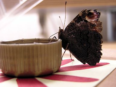 Neitoperhonen juo keinotekoisesta kukasta