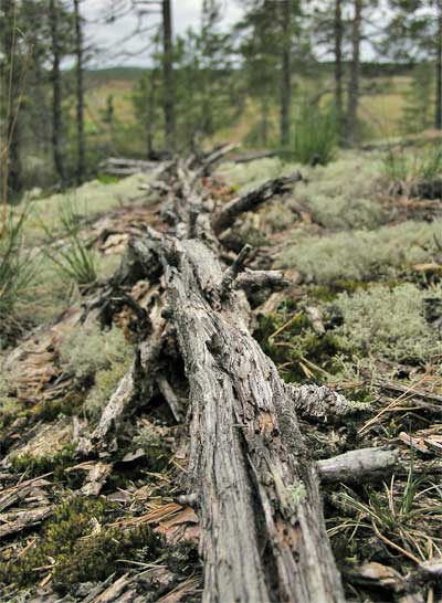 Kaatunut lahoava puunrunko