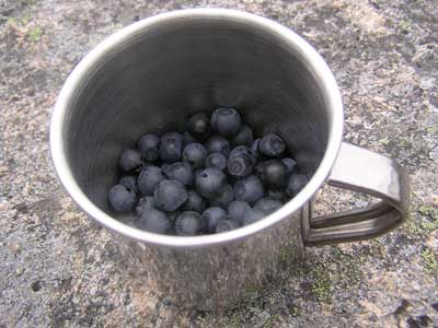 Mustikoita kerättynä teräsmukiin.
