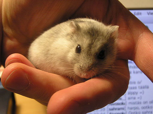 Hamsteri istuu kämmenellä.